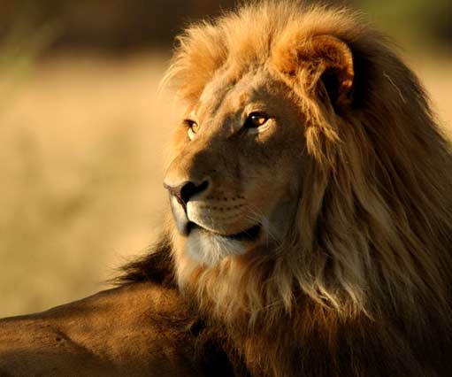 Safaris à l'Ile Maurice, Activités avec les Animaux et la nature